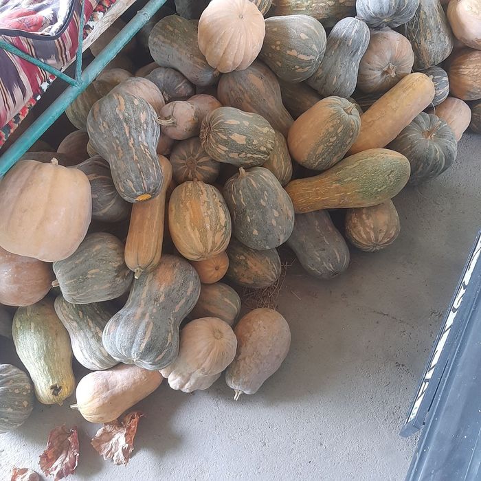 Ошковок сотилади Тиква