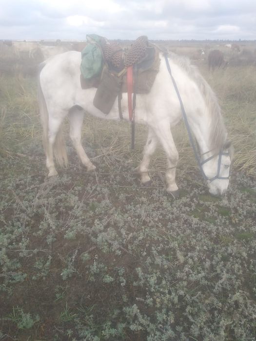 Продам коня мерен