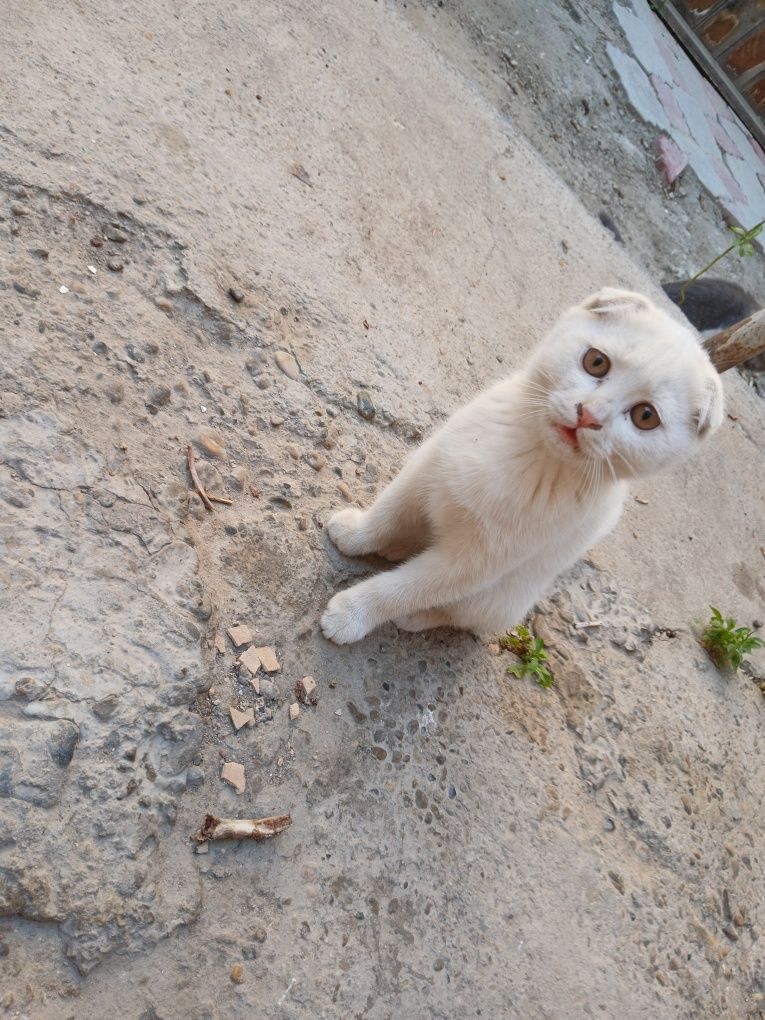 Кошки скоттиш фолд