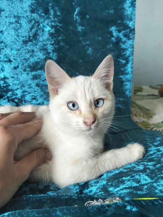 Мальчик редкого окраса ред-пойнт