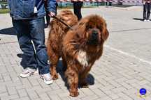 Mascul mastiff tibetan