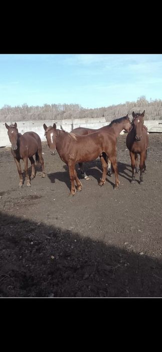 Лошади.Тай.Согым.