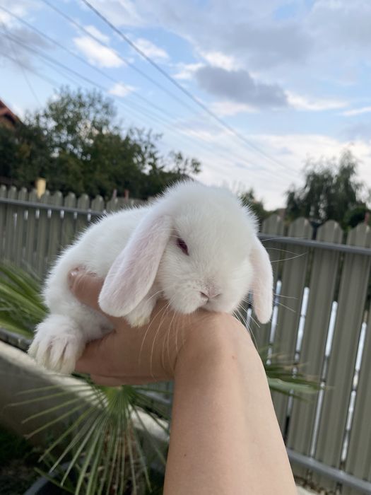 Iepuri pitici de companie Berbec pitic/Mini Lop