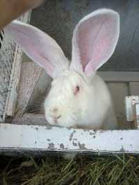 Продам  клетки  бу  для  кроликов - сетку   крола   Фландера .