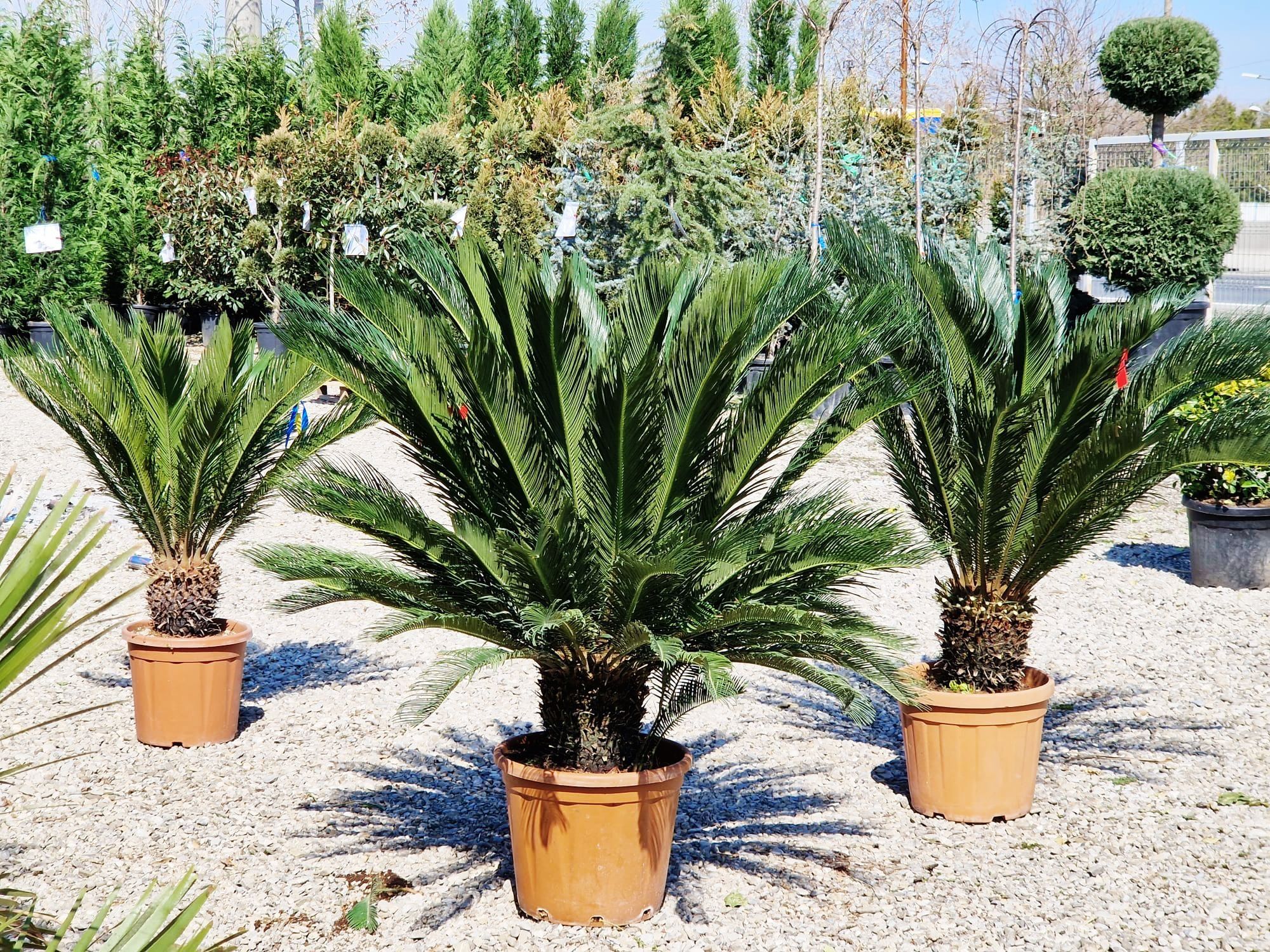 Vând palmieri cycas revolut