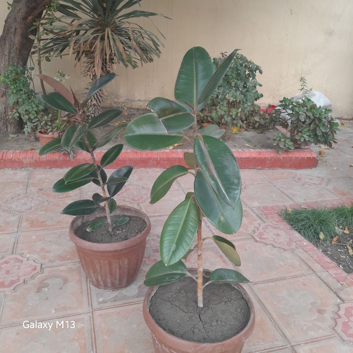 Фикус махаллий номи кора шахзода