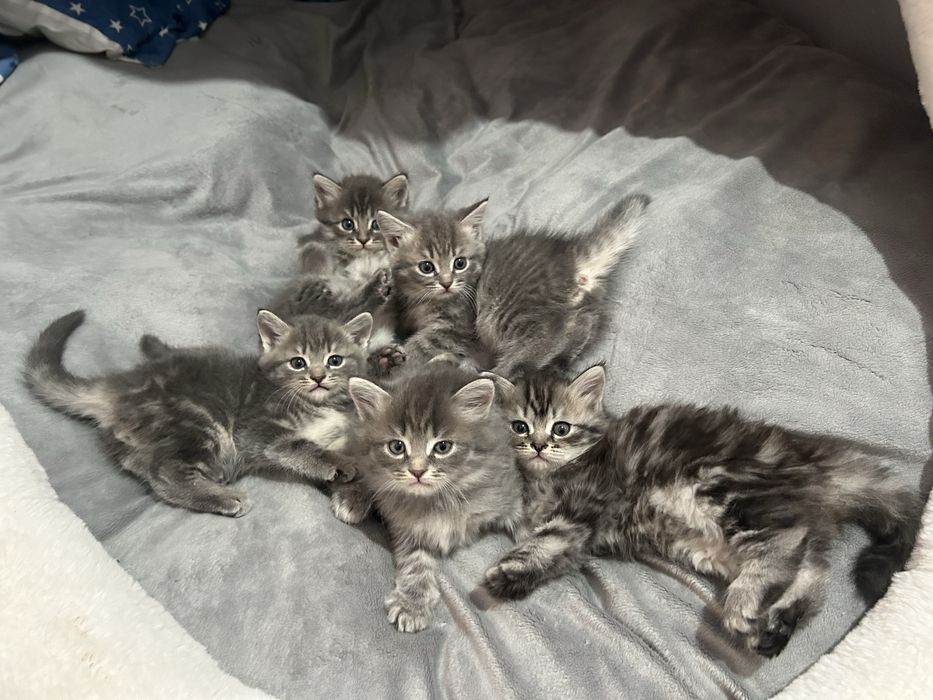 котята скотиш страйт