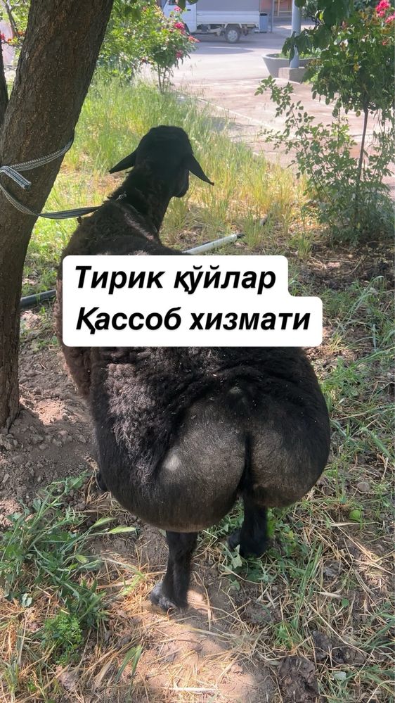 Қўй ва қўчқорлар, тирик вазнга, қассоб хизмати