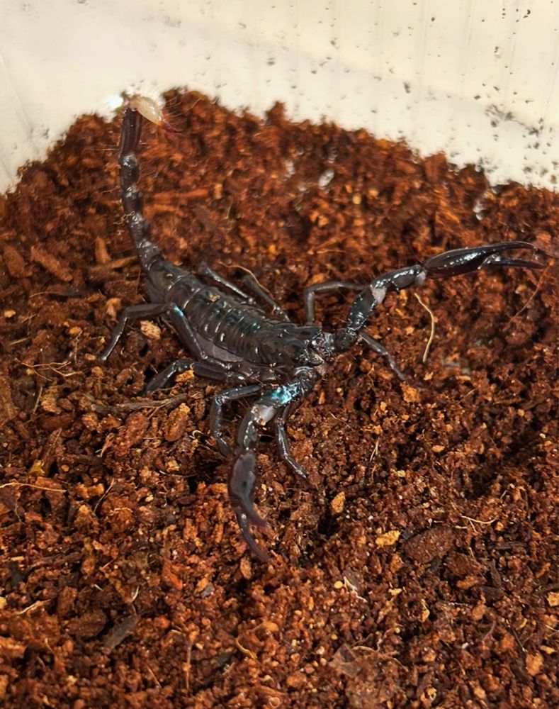 Скорпион (Heterometrus spinifer)