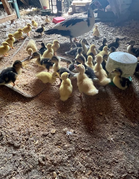 Vând rățuște mute