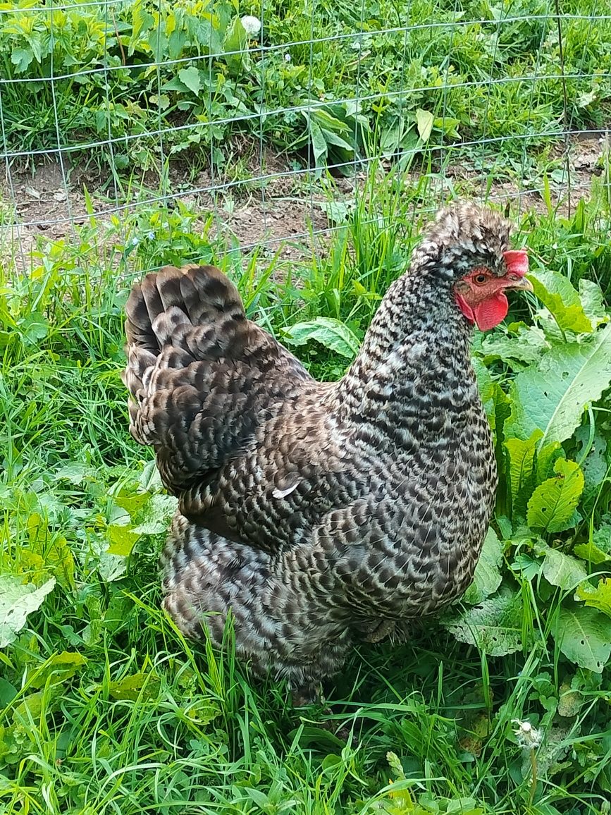 Găini moțate românești