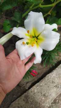 Лилия садовая, тюльпаны
