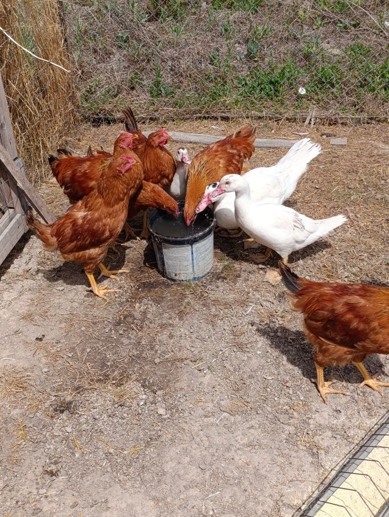 Găini, rațe și gâște!