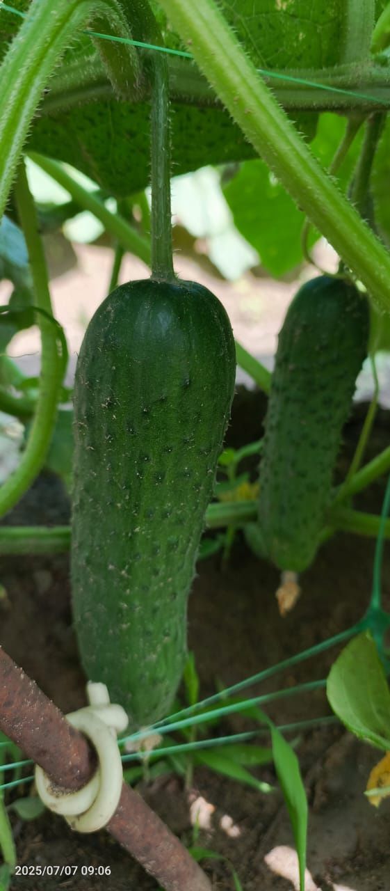 СРОЧНО СРОЧНО СРОЧНО!!! Продам Дом (с не доконченным ремонтом)