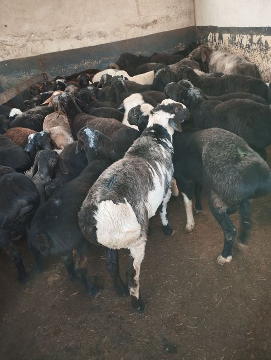 Qassob xizmati Кассоб хизмати