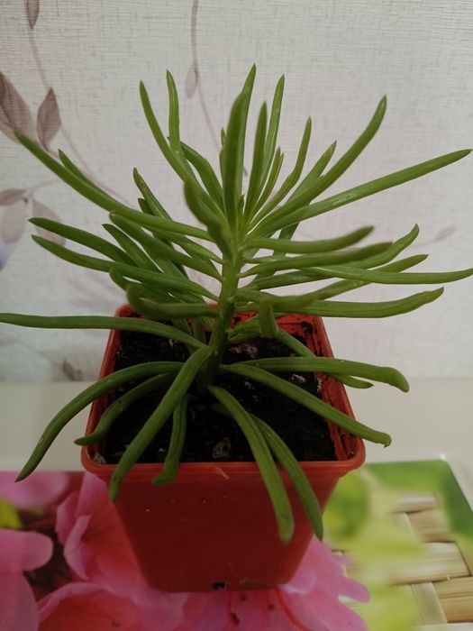 Комнатные цветы.