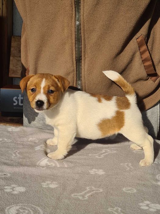 Джак Ръсел Териер