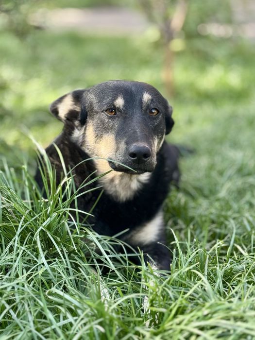 Молодой пес ищет дом!