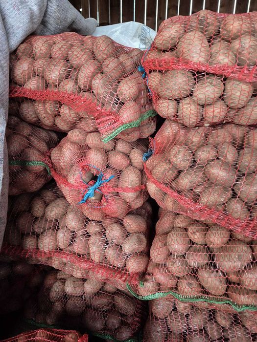 Vânzare cartofi din producție proprie