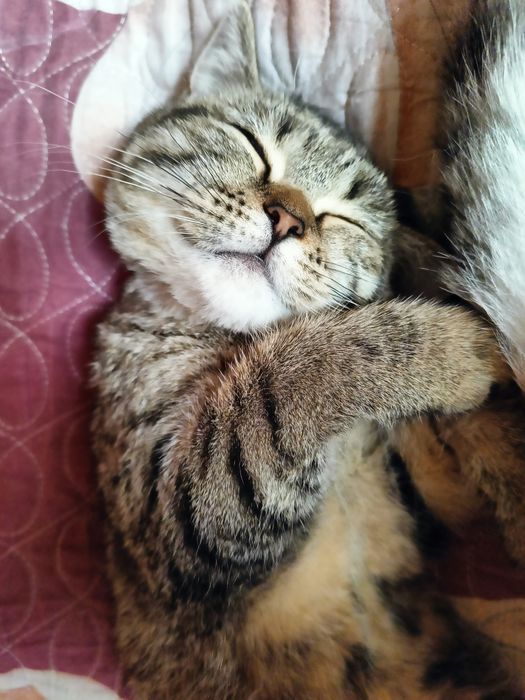 Mushuk sotiladi qiz bola