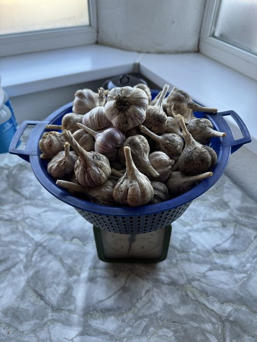 Продам домашний чеснок