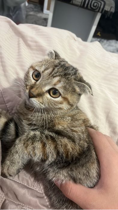 отдадим кота и кошку