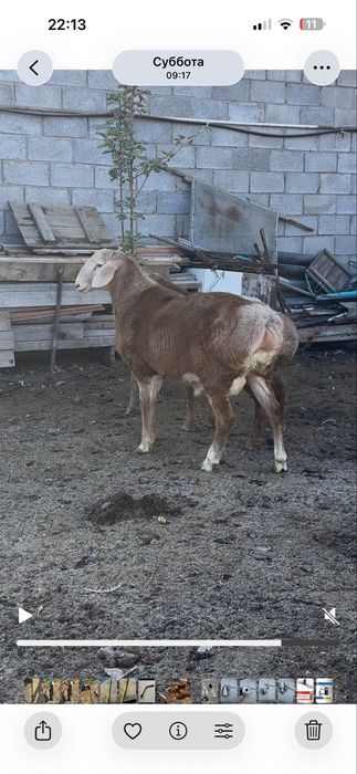 Арашан токты кошкар апрельский