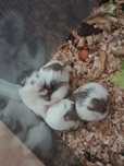 Vand hamsteri pitici