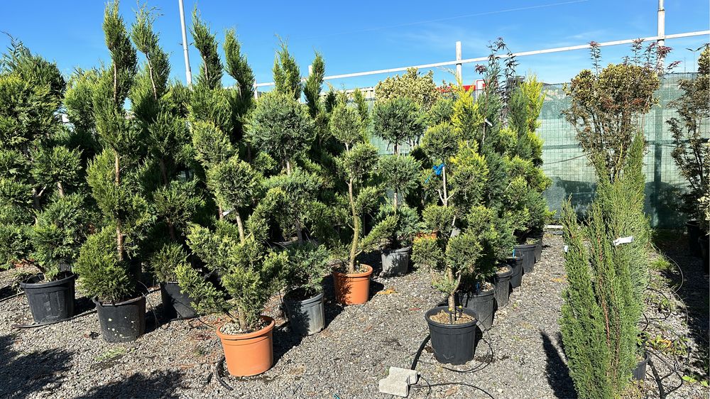 Aucuba Japonica , Criptomenia , Ienupar tarator, Azaleea  Salcam brazi