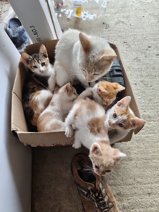 Spre adopție pisoi drăgălași