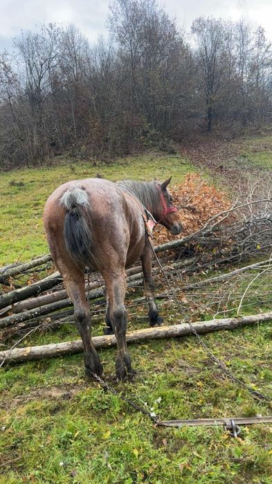 Vând iapă de 8/9 ani