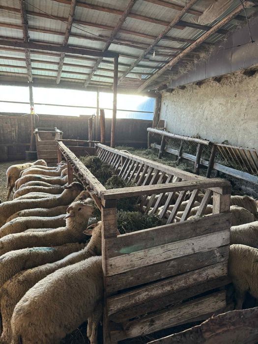 Vand miei /berbecuti