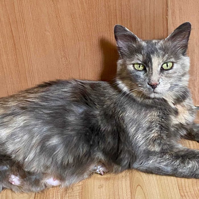 Подарявам млада женска костенуркова котка Patch