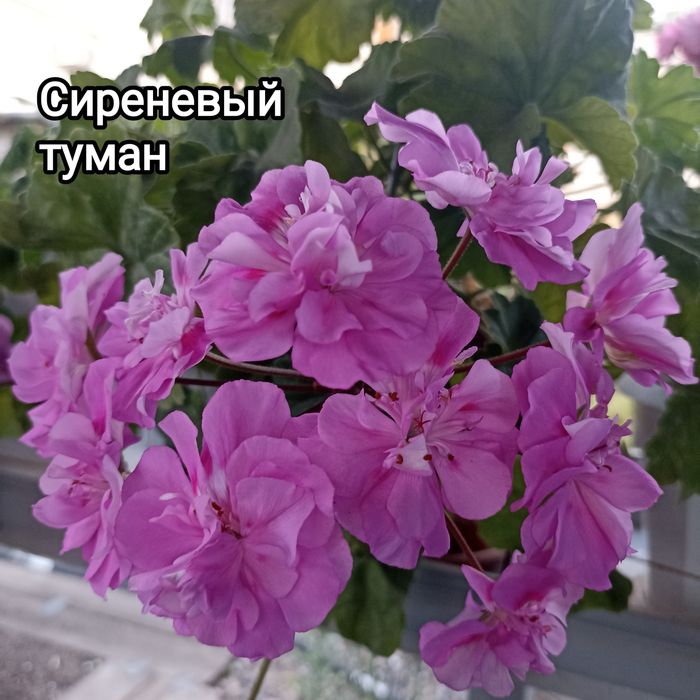 Укорененные черенки пеларгонии(герани)