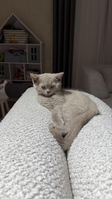 Скотиш Страйт серябрисый котенок красавица . Кошка 2месяца