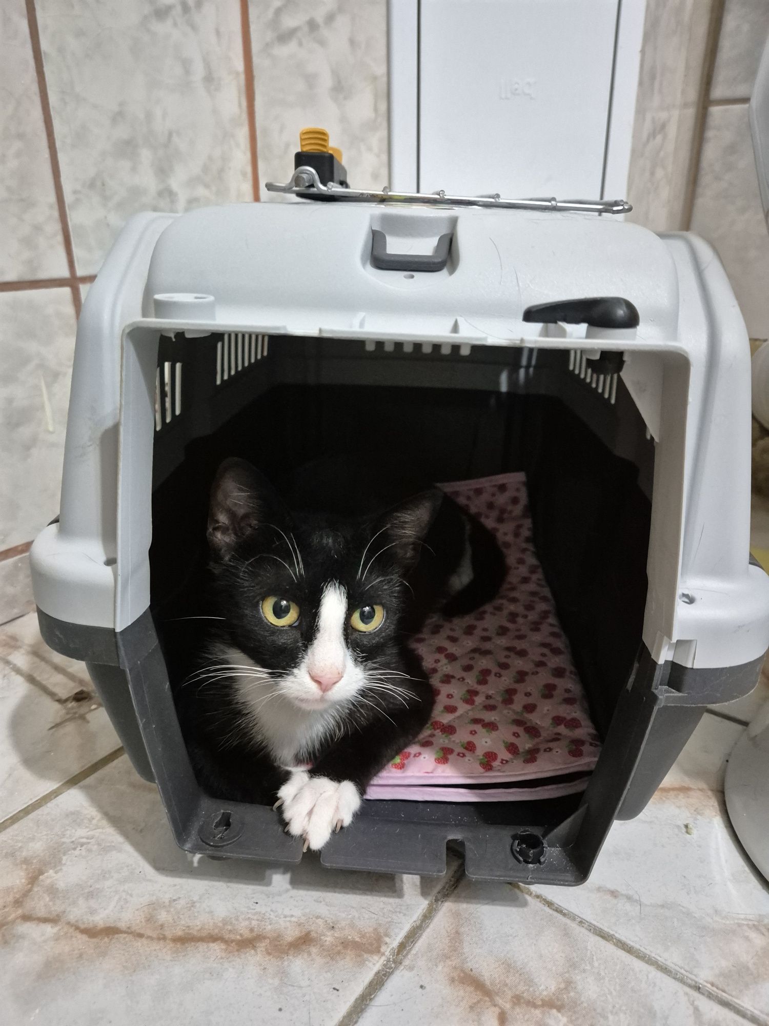 Feli pisica adoptie