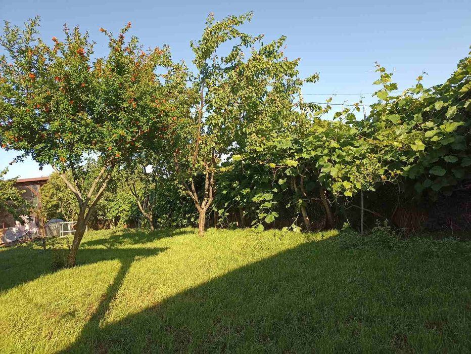 Почистване  и поддръжка на дворове!!!