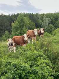 Vaci baltate romanesti