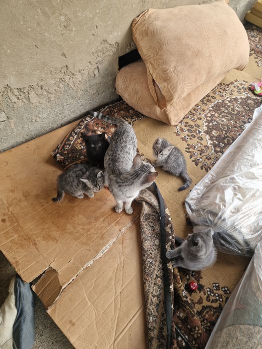 Отдам котят бесплатно