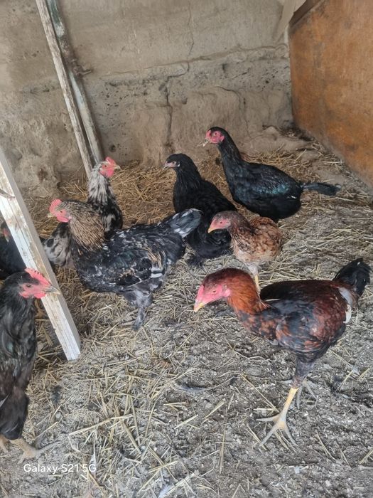 Brama jo'jalar sotiladi