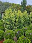 Vând leylandii gold rider