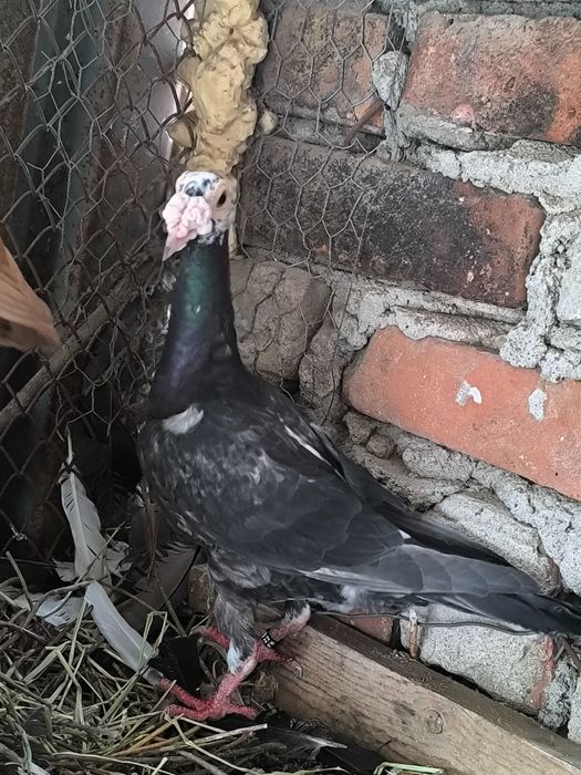 Porumbei Carieri