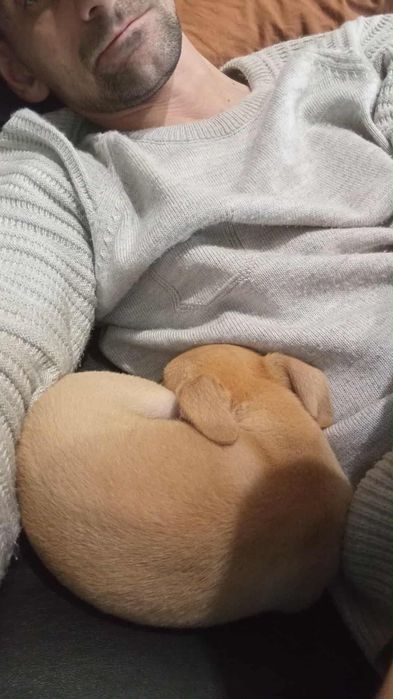 Пинчер на 60 дни