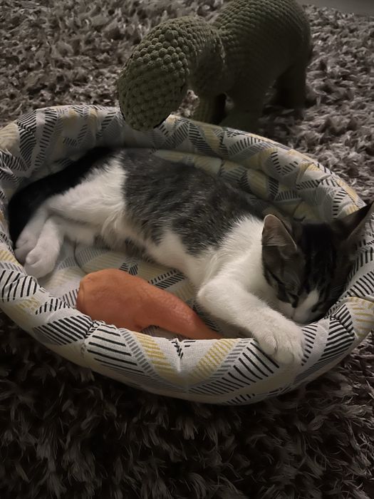 Pet sitting(ingrijire animale, pesti, rozatoare, pasari la domiciliu)