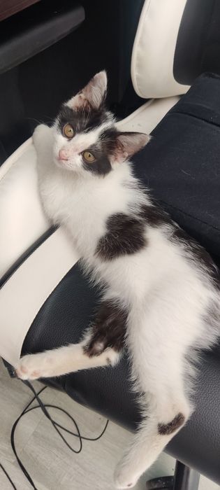 Котята бесплатно