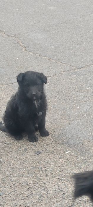 Маленькие щеночки срочно ищут дом и добрых людей