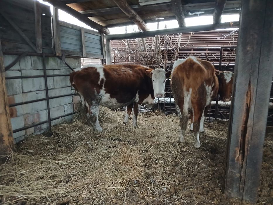 Продам коров 4 головы