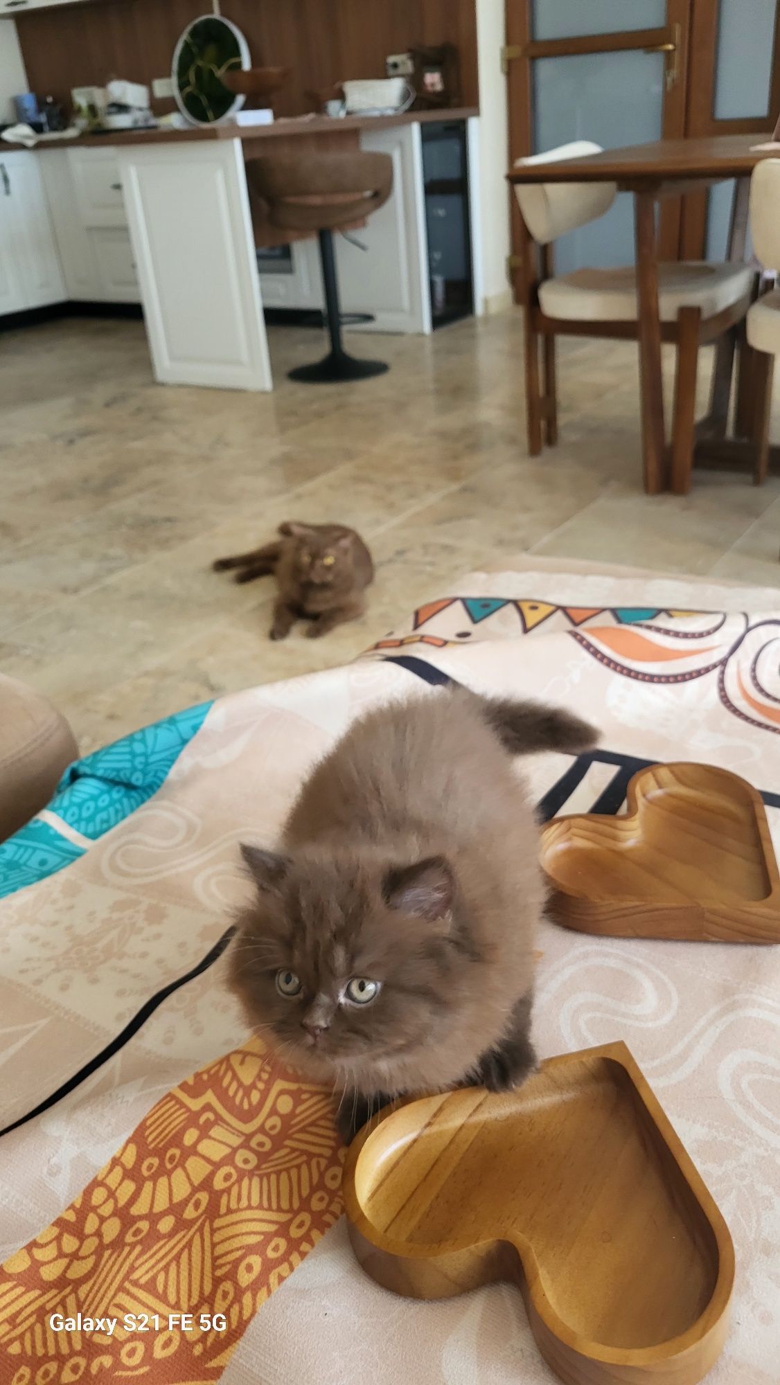 British longhair chocolate