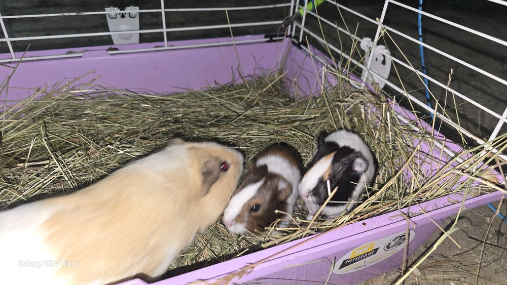 Porcusori de guineea