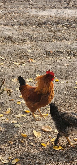 Xoʻroz 2 xil sotiladi